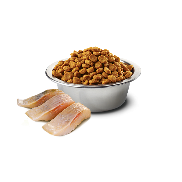 N&D OCEAN - HERRING PUMPKIN & ORANGE ADULT NEUTERED 1,5KG