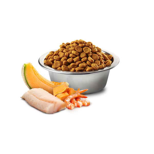 N&D OCEAN - COD, SHRIMP, PUMPKIN, CANTALOUPE MELON KITTEN 5KG
