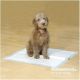 Puppy Pads Rosewood 30 un