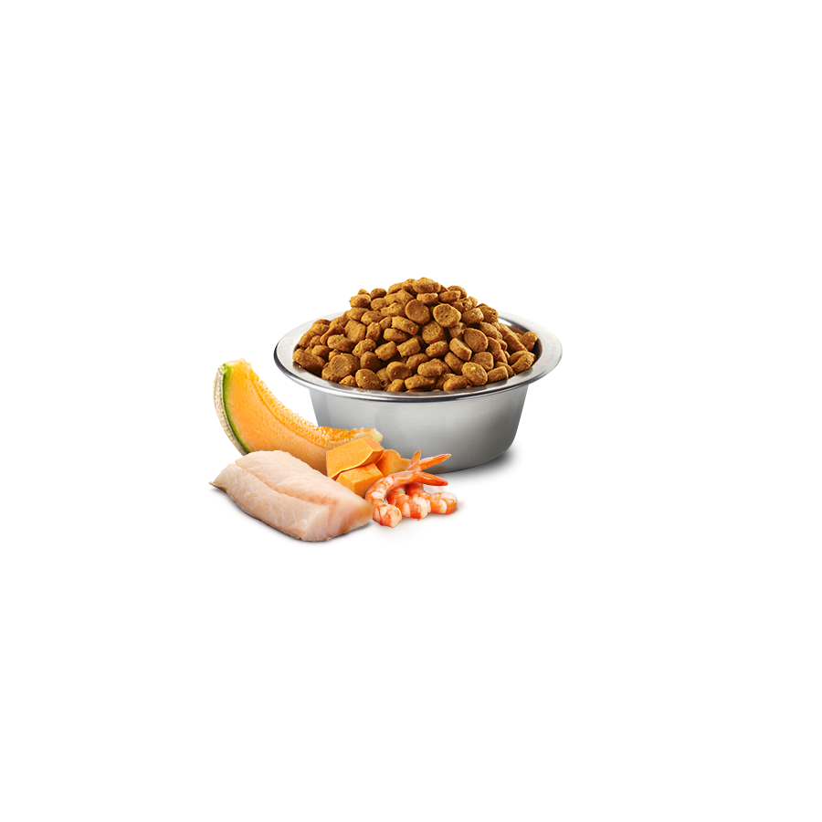 N&D Ocean Kitten Cibo Per Gatti - Merluzzo, Gamberetti, Zucca E Melone 5 Kg - Foto 8